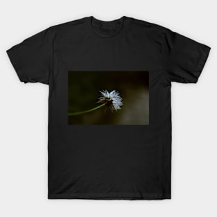 Crepis Tectorum Illustration T-Shirt